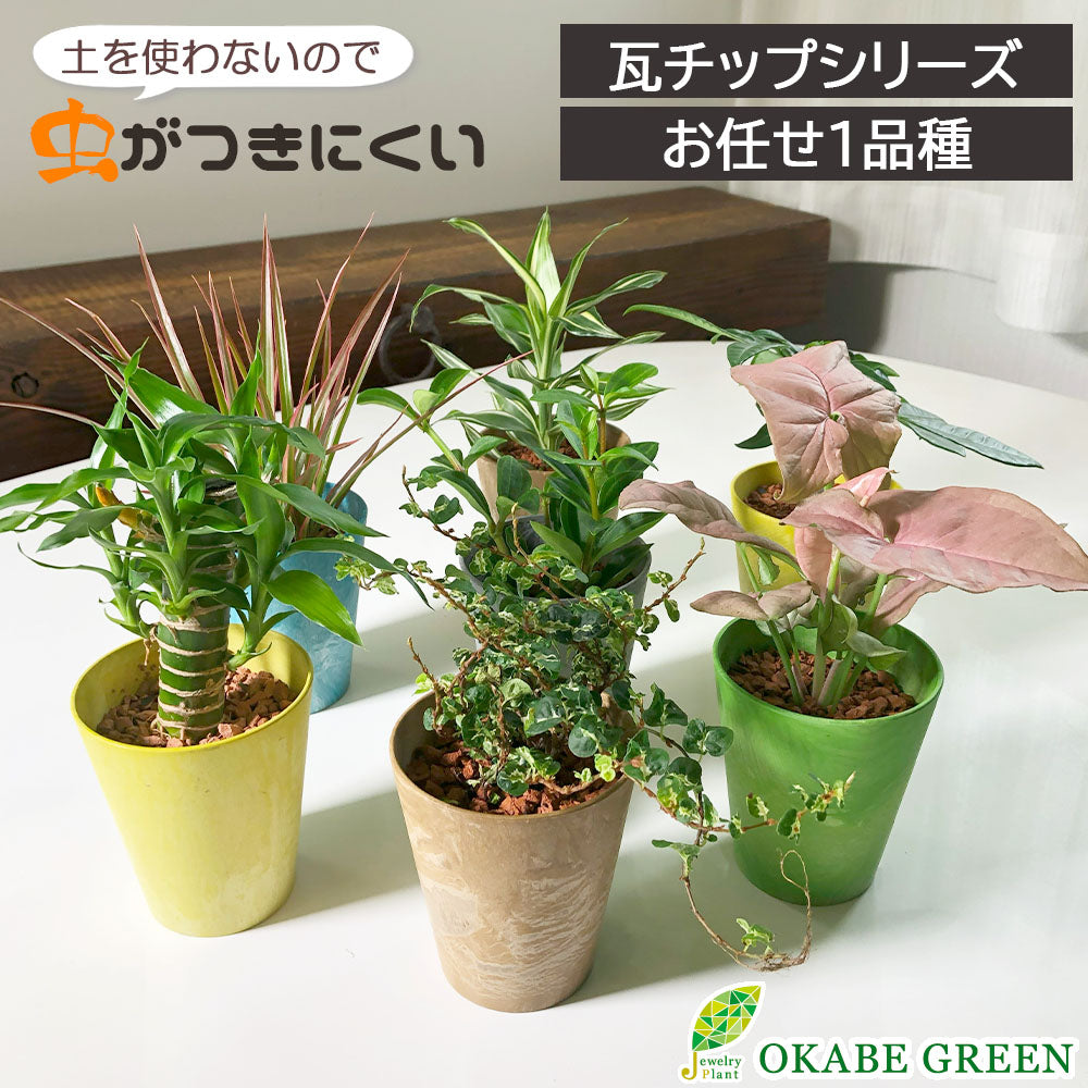 観葉植物の通販なら Jewelry Plant – Jewelry Plant online