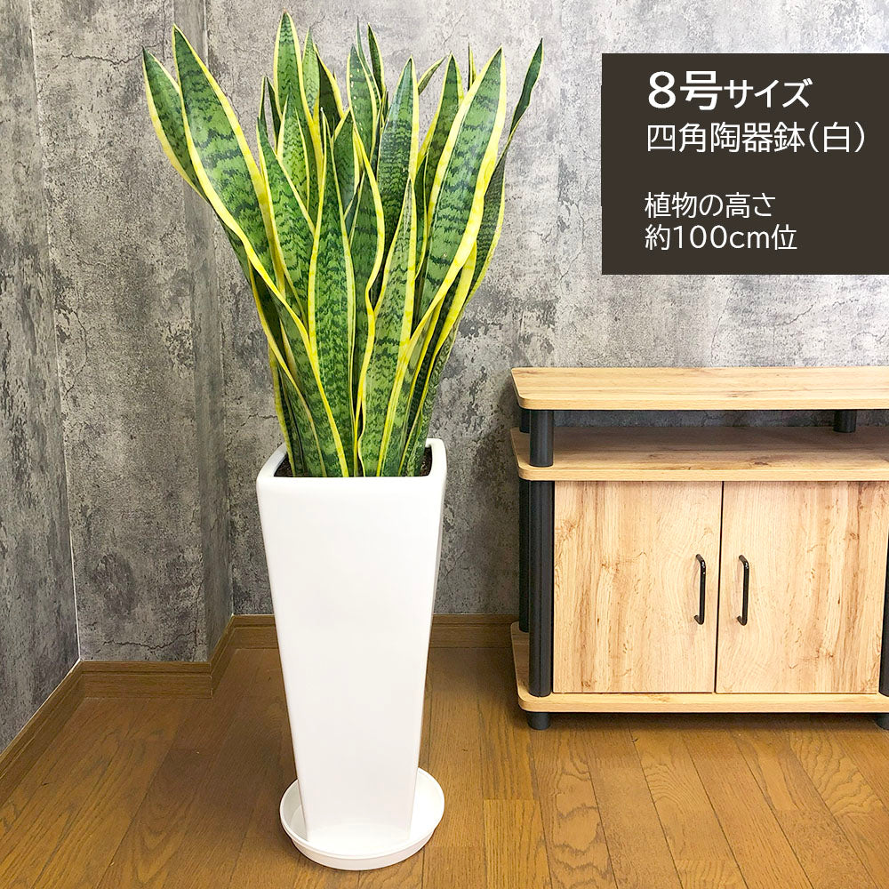 宝石のような観葉植物のお店 【Jewelry Plant】 サンスベリア ７号 選べる白黒ロング陶器鉢 受け皿付 観葉植物 ギフト プレゼント –  Jewelry Plant online