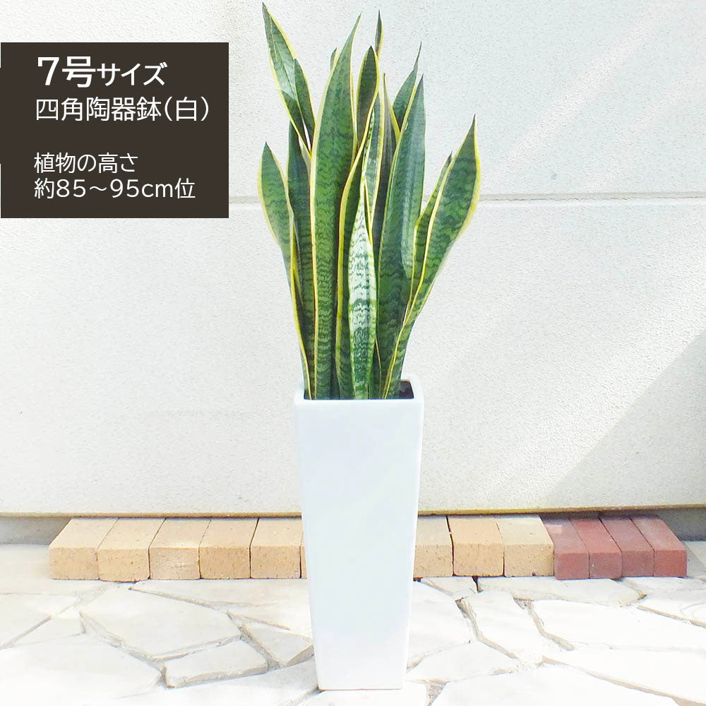 宝石のような観葉植物のお店 【Jewelry Plant】 サンスベリア 7