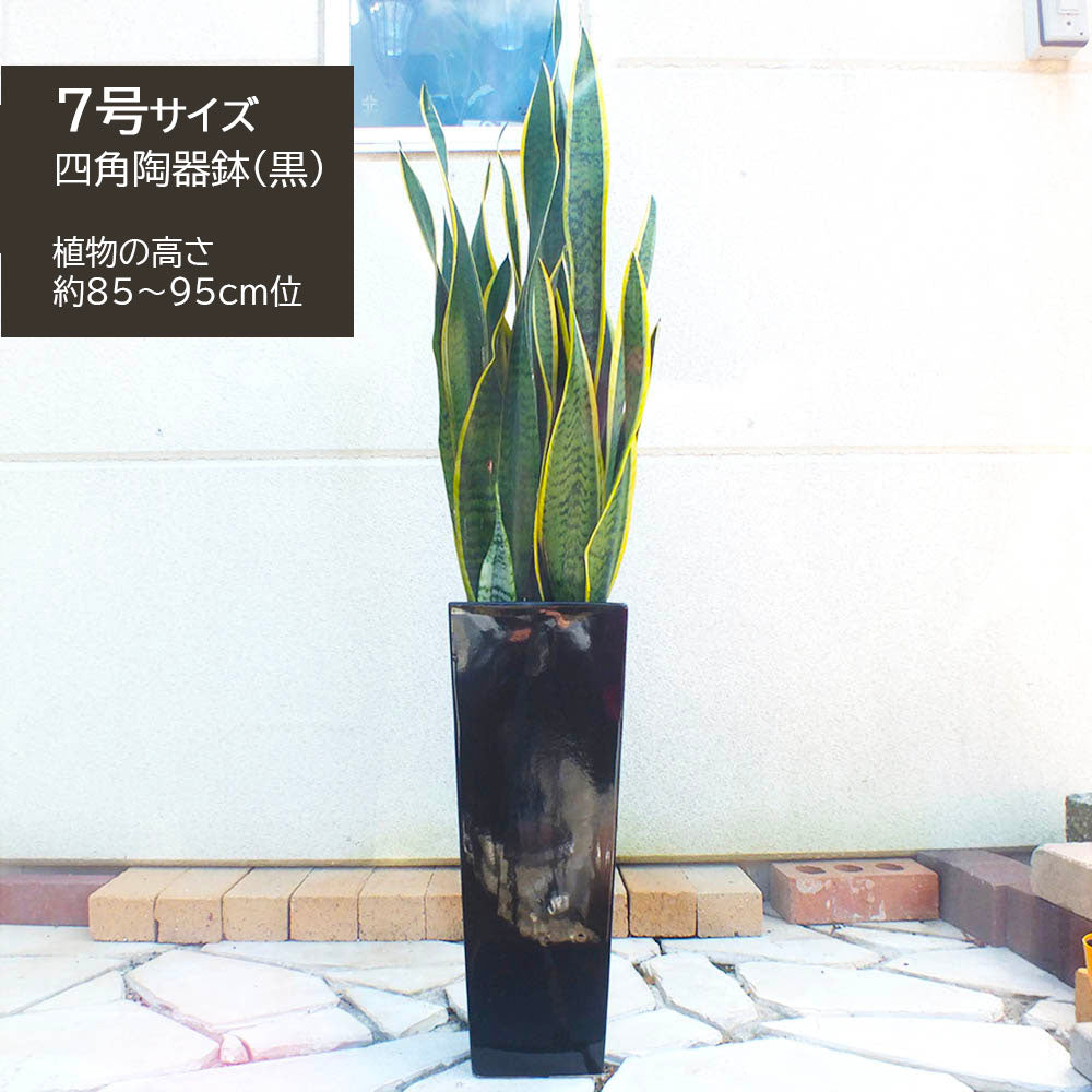 大きいサンスベリア 黒鉢付き 宝石のような観葉植物のお店 【Jewelry Plant】 サンスベリア 7