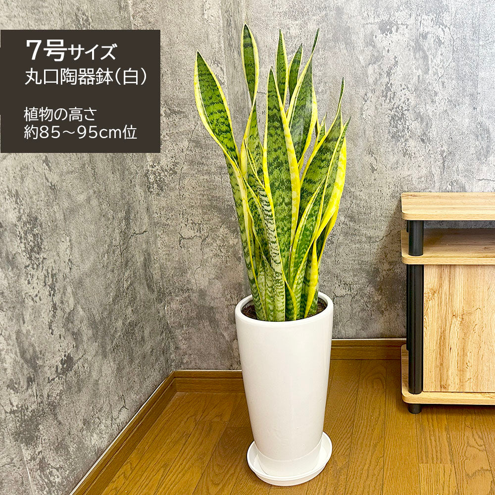 宝石のような観葉植物のお店 【Jewelry Plant】 サンスベリア ７号 選べる白黒ロング陶器鉢 受け皿付 観葉植物 ギフト プレゼント –  Jewelry Plant online