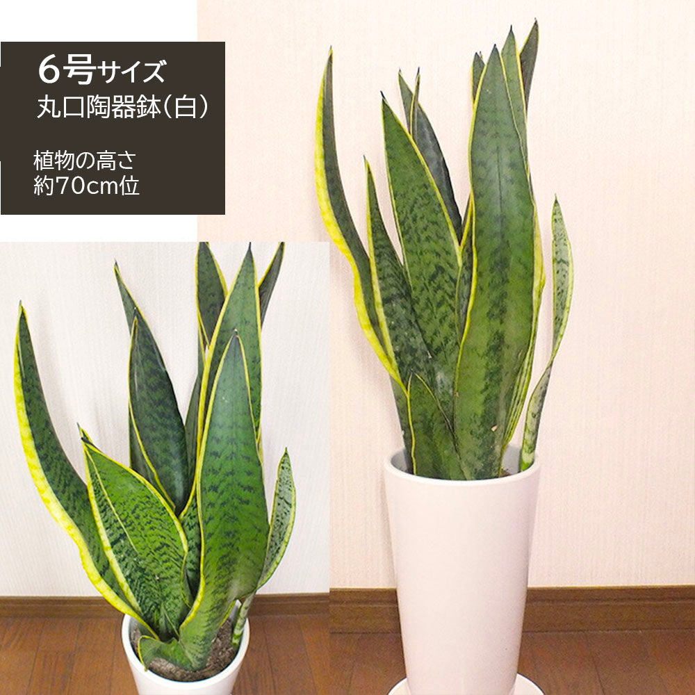 宝石のような観葉植物のお店 【Jewelry Plant】 サンスベリア ７号 選べる白黒ロング陶器鉢 受け皿付 観葉植物 ギフト プレゼント –  Jewelry Plant online