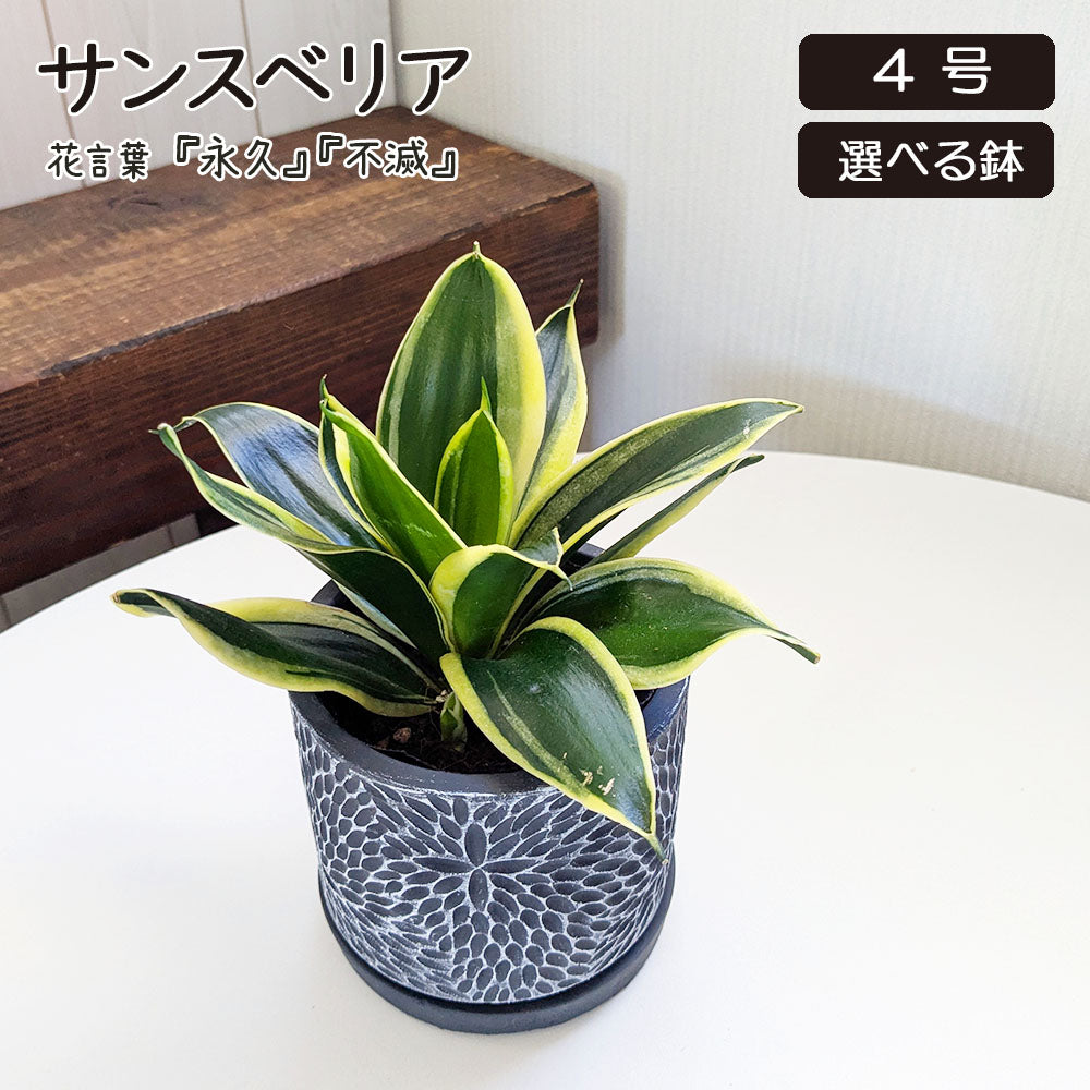 観葉植物 サンスベリア 4号 選べる 丸筒陶器鉢 送料無料