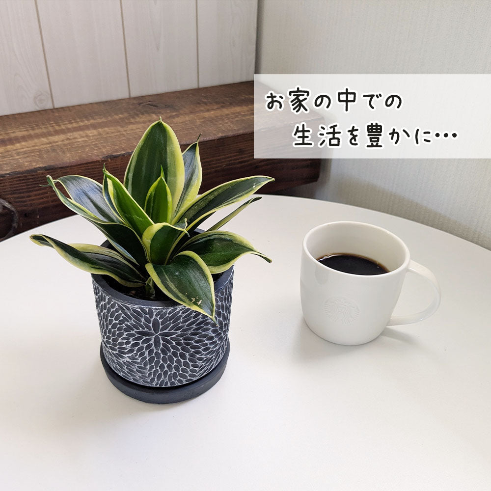 宝石のような観葉植物のお店 【Jewelry Plant】 サンスベリア 3.5号