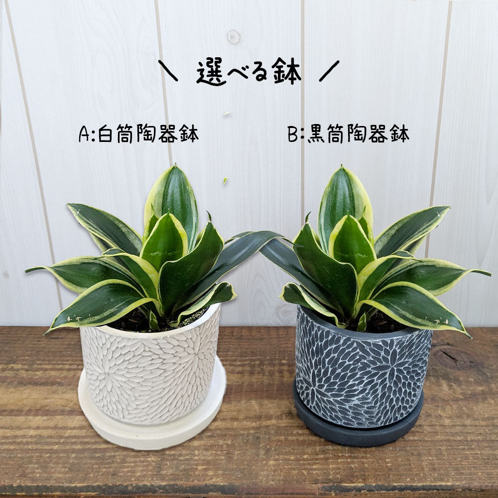 宝石のような観葉植物のお店 【Jewelry Plant】 サンスベリア 3.5号