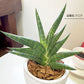 サンスベリア 3.5号 ホワイト グレー 陶器鉢 ソーサー付 ベラボン ボンセレンシス ハイブリッド多肉植物