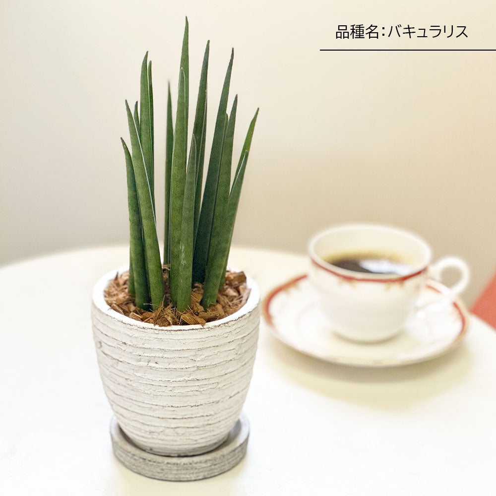 サンスベリア 3.5号 ホワイト グレー 陶器鉢 ソーサー付 ベラボン ボンセレンシス ハイブリッド多肉植物