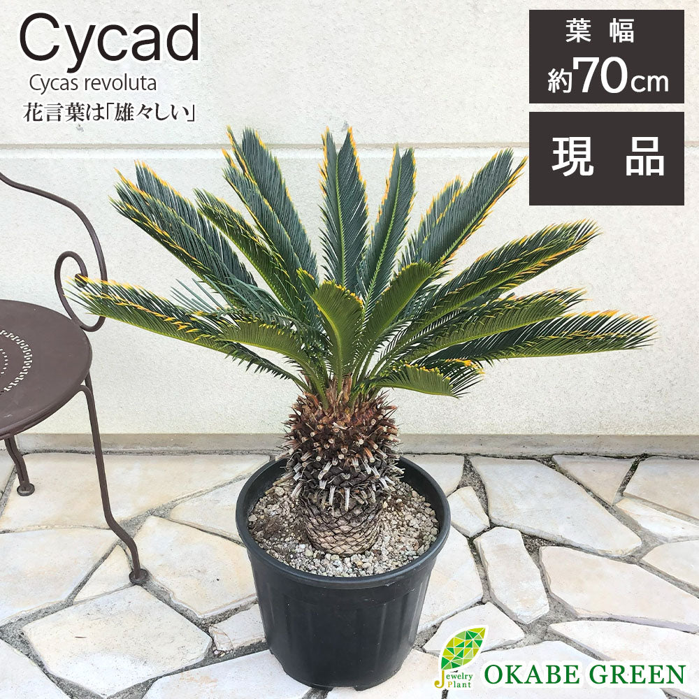 宝石のような観葉植物のお店 【Jewelry Plant】 キンカンソテツ 10号 