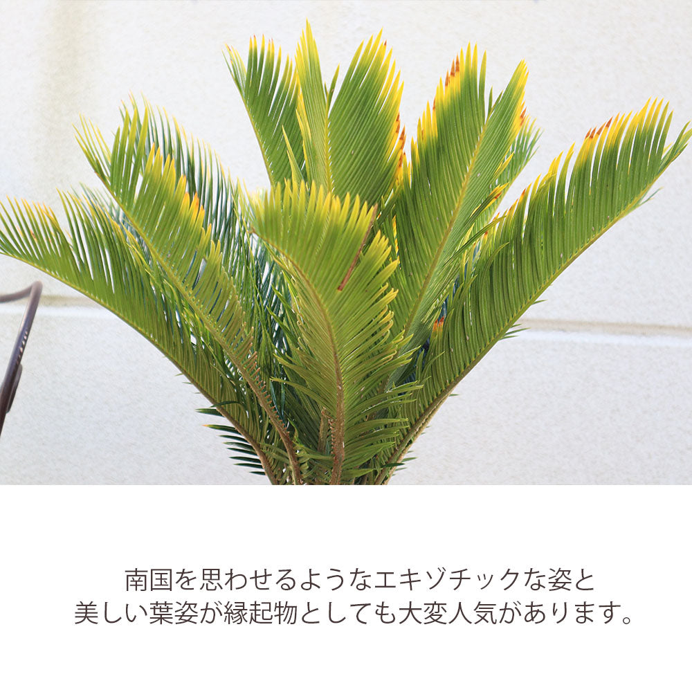 金冠ソテツ キンカンソテツ縦横の長さは写真の - その他観葉植物