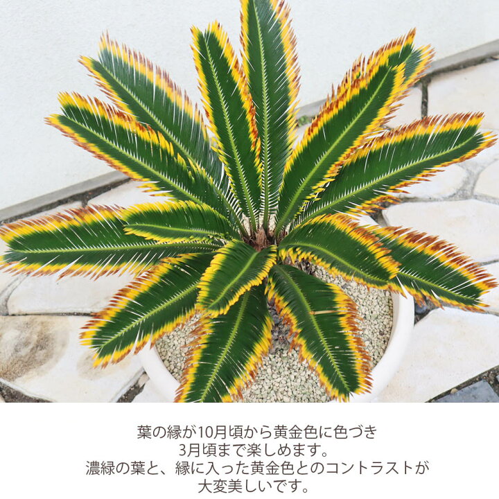 宝石のような観葉植物のお店 【Jewelry Plant】 キンカンソテツ 10号 