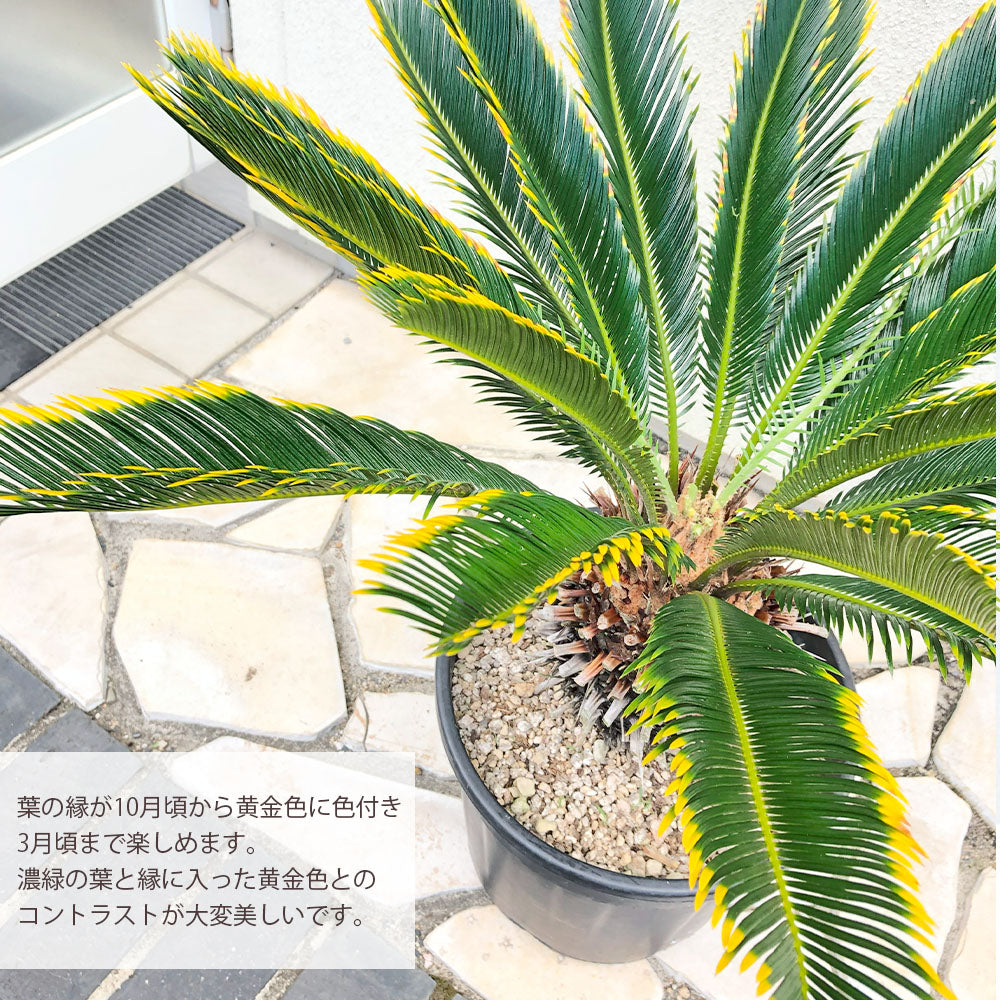 宝石のような観葉植物のお店 【Jewelry Plant】 キンカンソテツ 10号 【現品】 金冠 金環 テラニアス バルーン 受皿付 奄美黄金 –  Jewelry Plant online