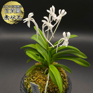 宝石のような観葉植物のお店 【Jewelry Plant】 富貴蘭 富蘭 蘭