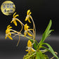 富貴蘭 黄花 3本体 きいばな T415 フウキラン フウラン 蘭 花