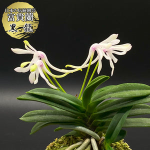 宝石のような観葉植物のお店 【Jewelry Plant】 富貴蘭 黒龍 5本 こく