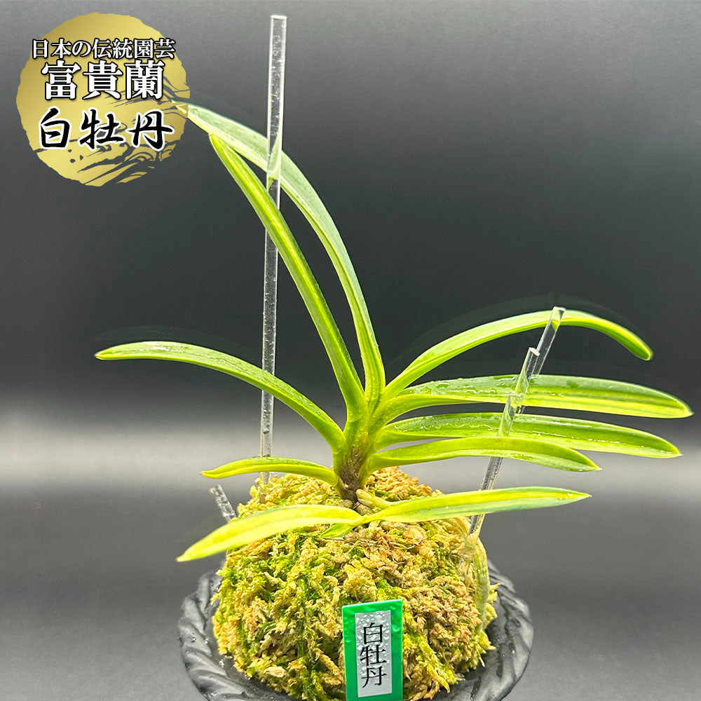 宝石のような観葉植物のお店 【Jewelry Plant】 富貴蘭 曙 あけぼの fu-2303-7 – Jewelry Plant online