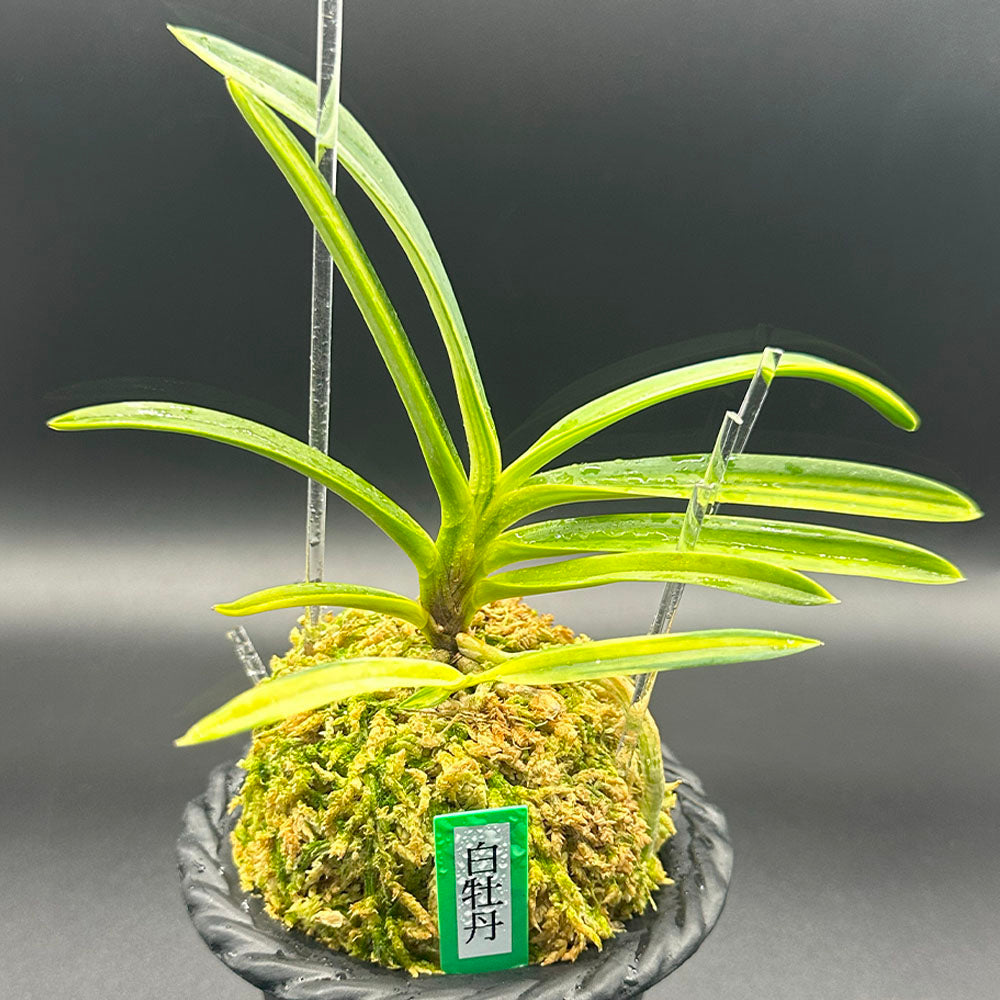 宝石のような観葉植物のお店 【Jewelry Plant】 富貴蘭 曙 あけぼの fu-2303-7 – Jewelry Plant online