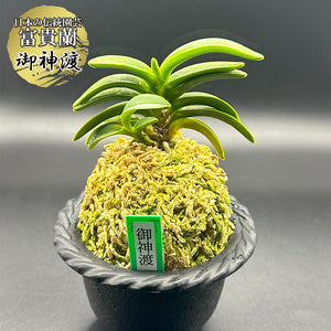 宝石のような観葉植物のお店 【Jewelry Plant】 富貴蘭 紀州緑風