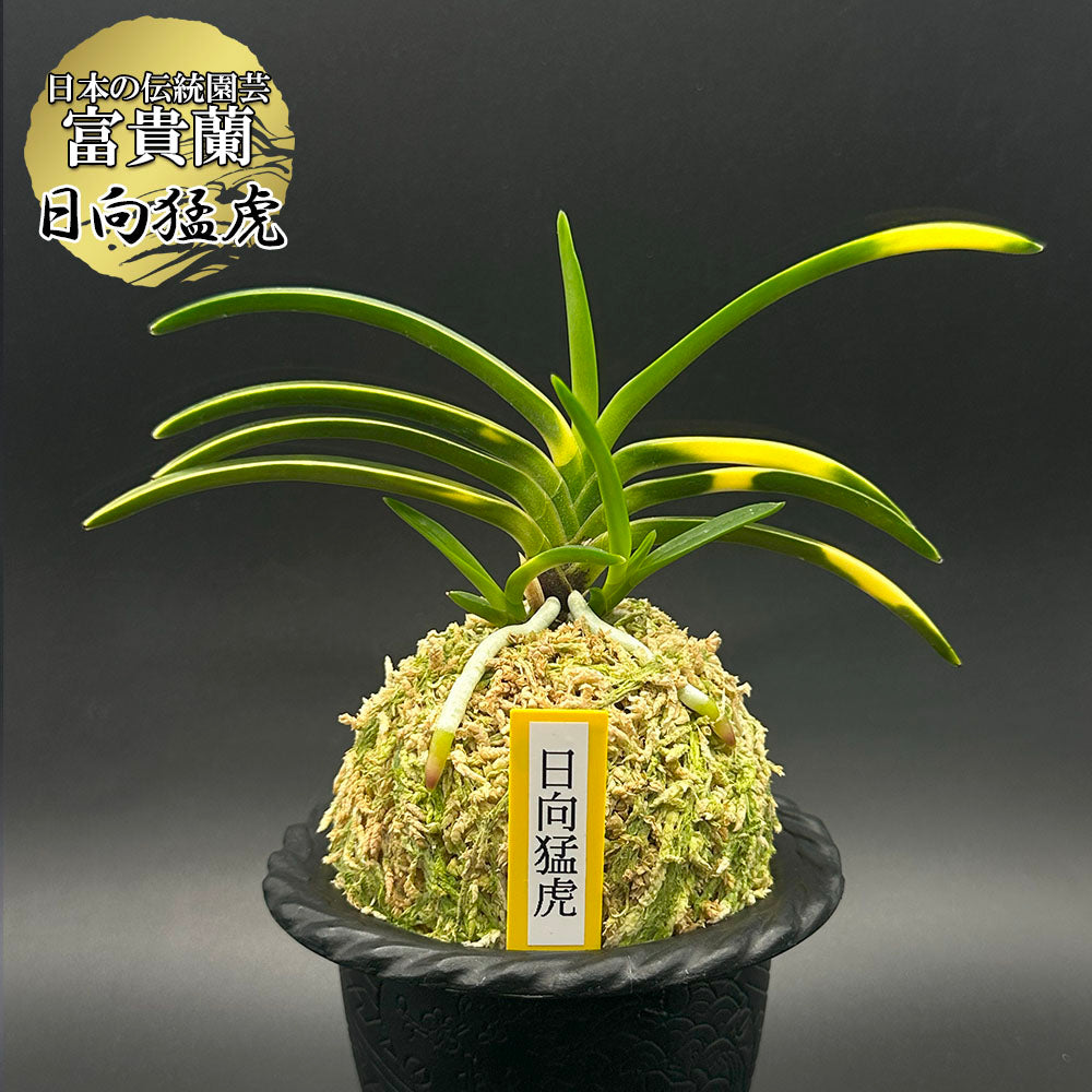 富貴蘭 風蘭 蘭 日向猛虎 ヒュウガモウコ 3本立 【現品】 t760 フウキラン フウラン 送料無料