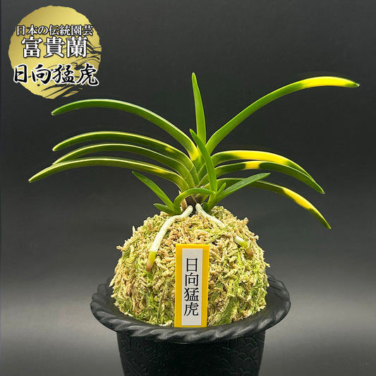 富貴蘭 風蘭 蘭 日向猛虎 ヒュウガモウコ 3本立 【現品】 t760 フウキラン フウラン 送料無料