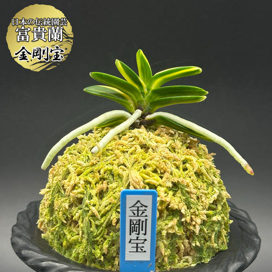 富貴蘭 風蘭 蘭 金剛宝 コンゴウホウ 1本立 【現品】 t762 フウキラン フウラン 送料無料