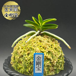 富貴蘭 風蘭 蘭 金剛宝 コンゴウホウ 1本立 【現品】 t762