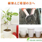 【植え替えオプション】 7号植物用 陶器鉢 自社配合土 職人による植え替え作業付き 当店ご購入植物の植え替え限定