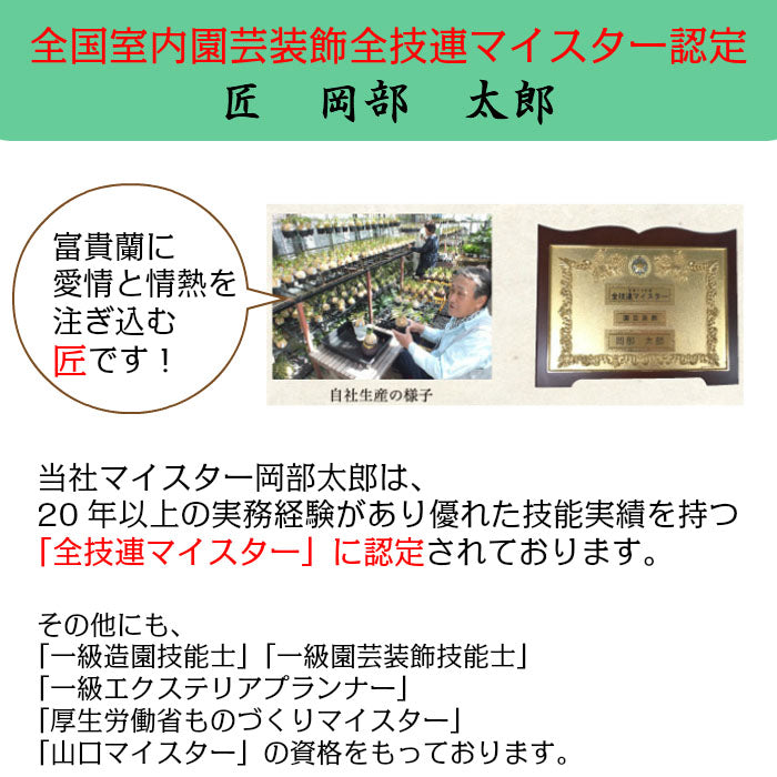 【選べる品種】 富貴蘭 風蘭 蘭 出雲金斑 朝日殿 湖東覆輪 キラキラガラス器 白花 フウキラン フウラン 蘭 花