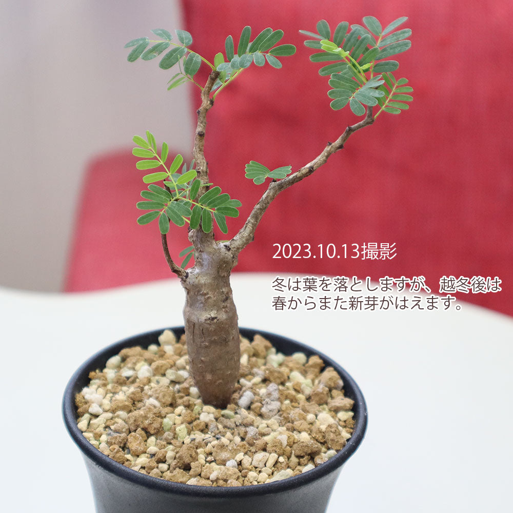 宝石のような観葉植物のお店 【Jewelry Plant】 【希少品種】 セメナ メリディオナリス 【現品】 ３号 黒プラスチック鉢 受皿付 –  Jewelry Plant online