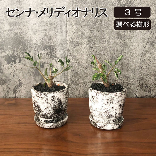 【希少品種】 センナ メリディオナリス 【現品】 ３号 選べる樹形 デザイン陶器鉢