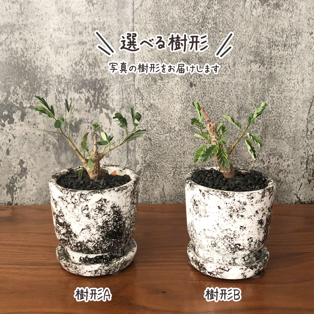 宝石のような観葉植物のお店 【Jewelry Plant】 【希少品種】 セメナ