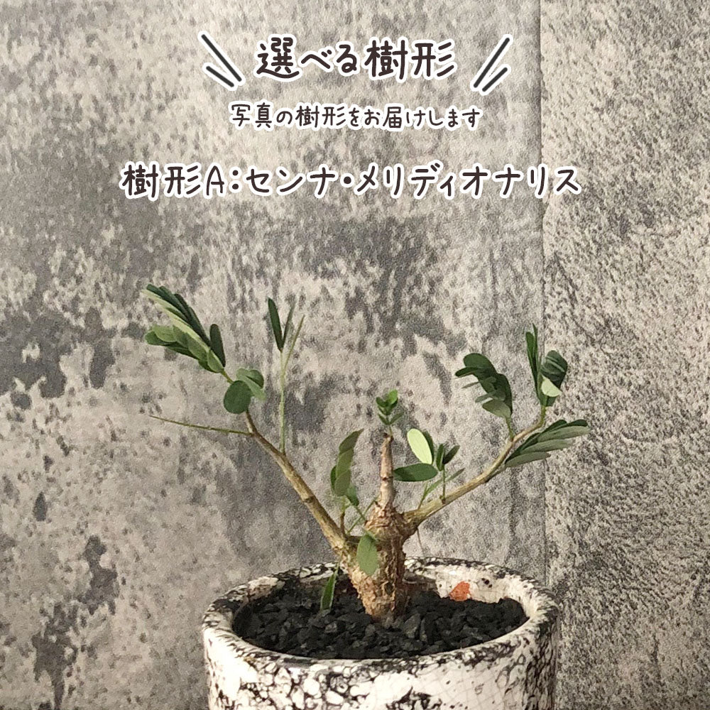 【希少品種】 センナ メリディオナリス 【現品】 ３号 選べる樹形 デザイン陶器鉢