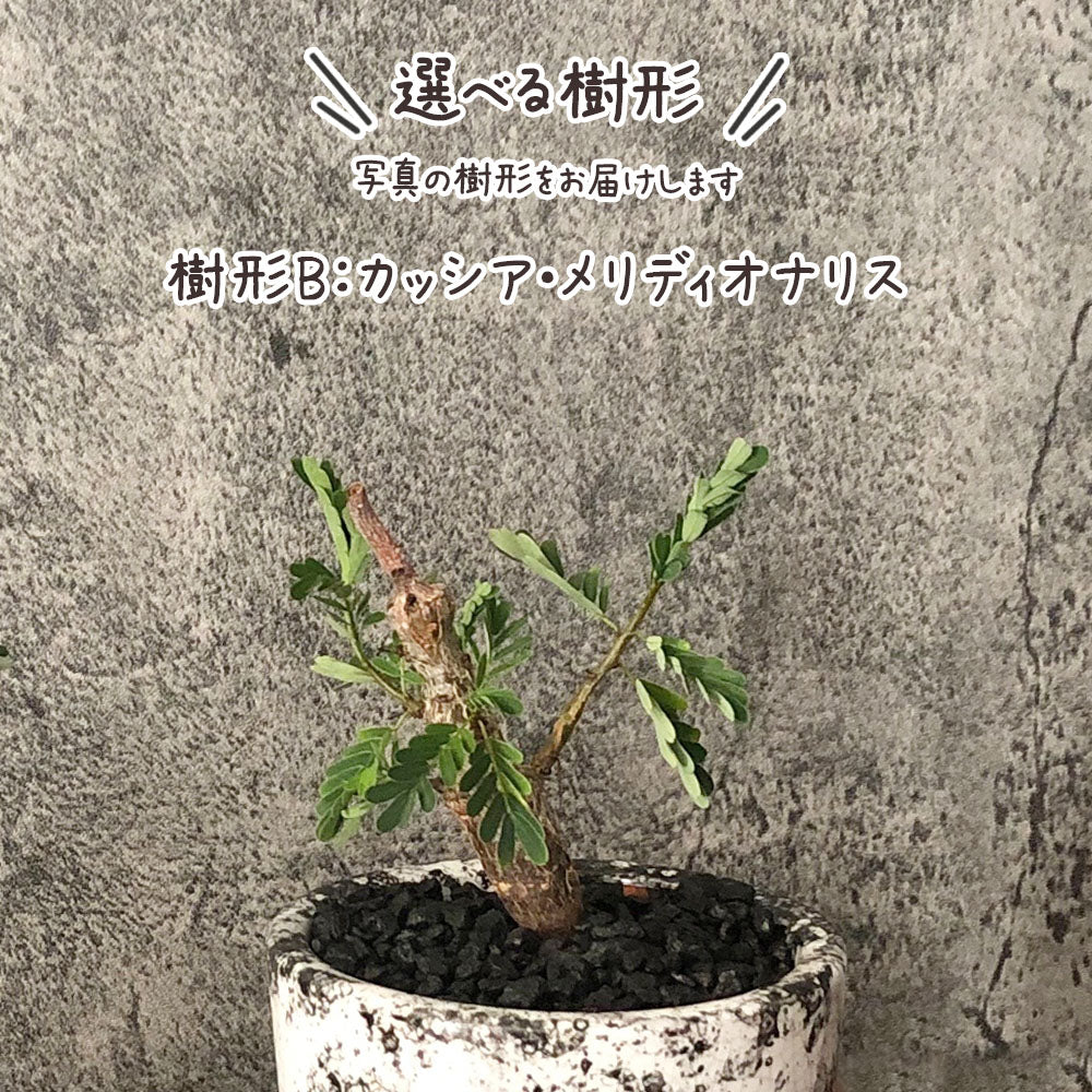 【希少品種】 センナ メリディオナリス 【現品】 ３号 選べる樹形 デザイン陶器鉢