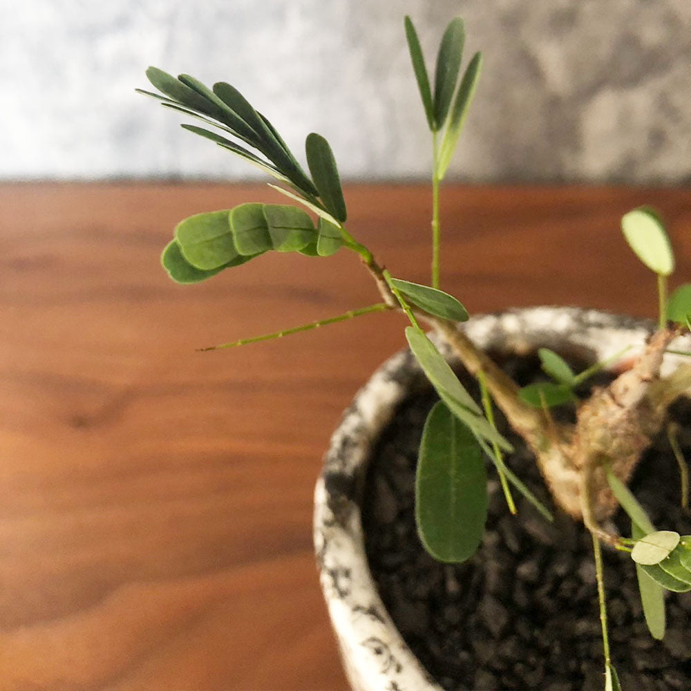 【希少品種】 センナ メリディオナリス 【現品】 ３号 選べる樹形 デザイン陶器鉢