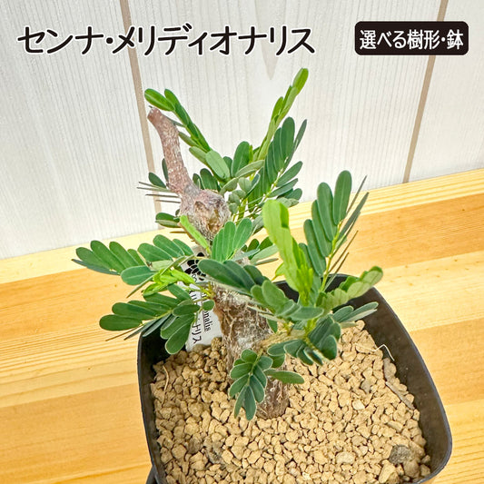 【希少品種】 センナ メリディオナリス 【現品】 ３号 選べる樹形 選べる鉢