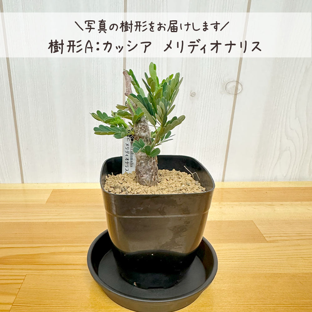 【希少品種】 センナ メリディオナリス 【現品】 ３号 選べる樹形 選べる鉢