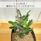 【希少品種】 センナ メリディオナリス 【現品】 ３号 選べる樹形 選べる鉢