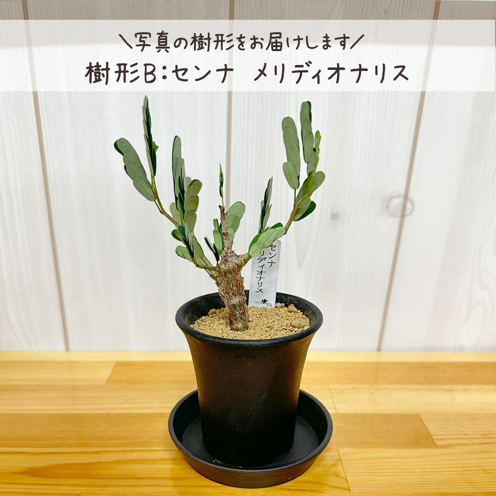 【希少品種】 センナ メリディオナリス 【現品】 ３号 選べる樹形 選べる鉢