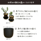 【希少品種】 センナ メリディオナリス 【現品】 ３号 選べる樹形 選べる鉢