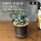 多肉植物 アガベ チタノタ ブルー＆ブラック 【現品】 ブロンズ陶器鉢 送料別