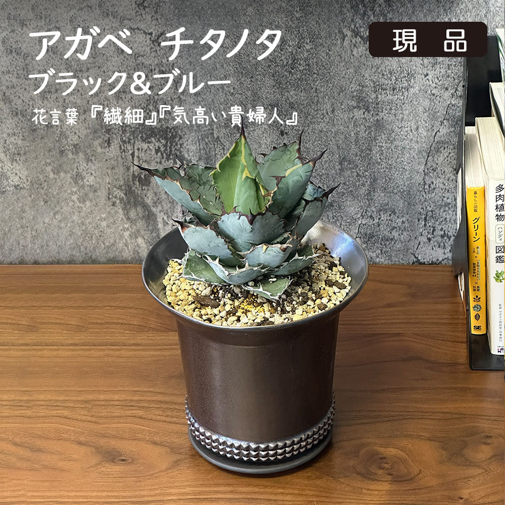 多肉植物 アガベ チタノタ ブルー＆ブラック 【現品】 ブロンズ陶器鉢 送料別