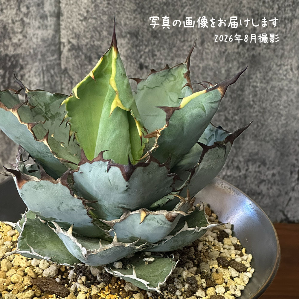 宝石のような観葉植物のお店 【Jewelry Plant】 アガベ 吉祥冠錦