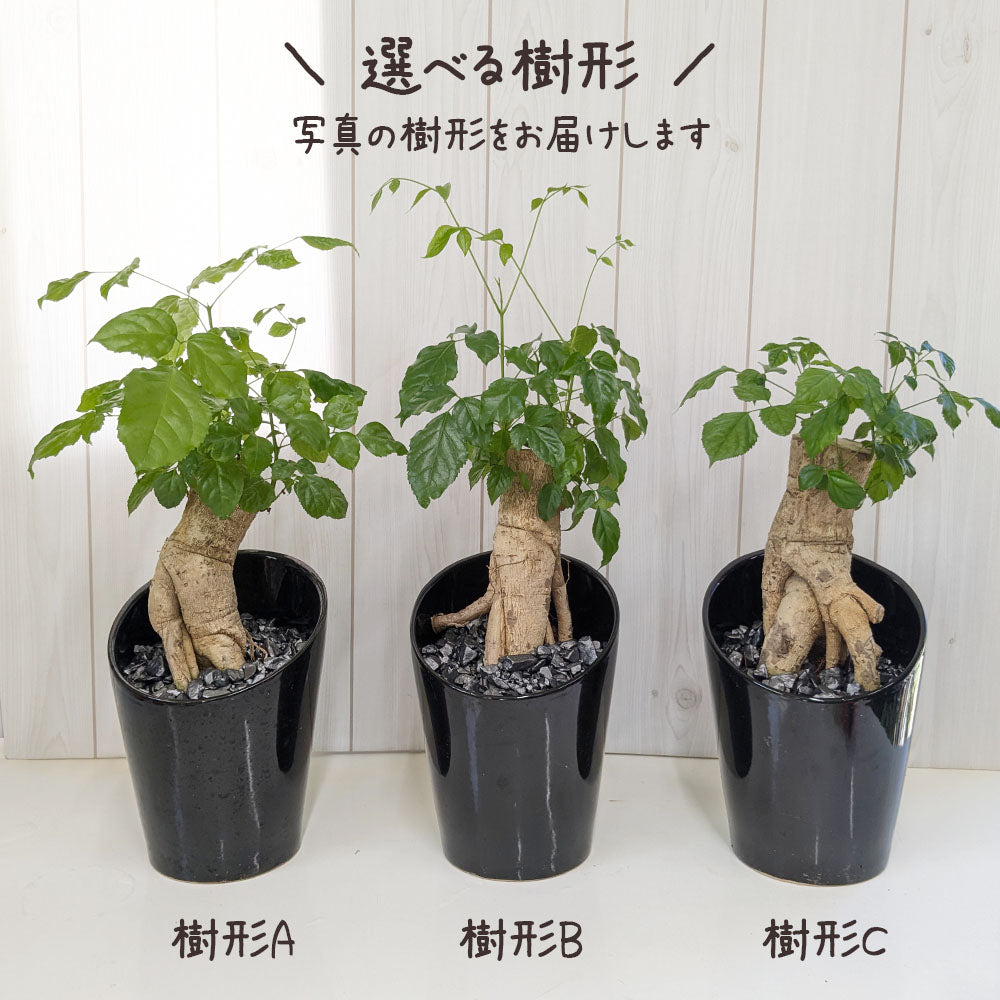 宝石のような観葉植物のお店 【Jewelry Plant】 ステレオスペルマム 6