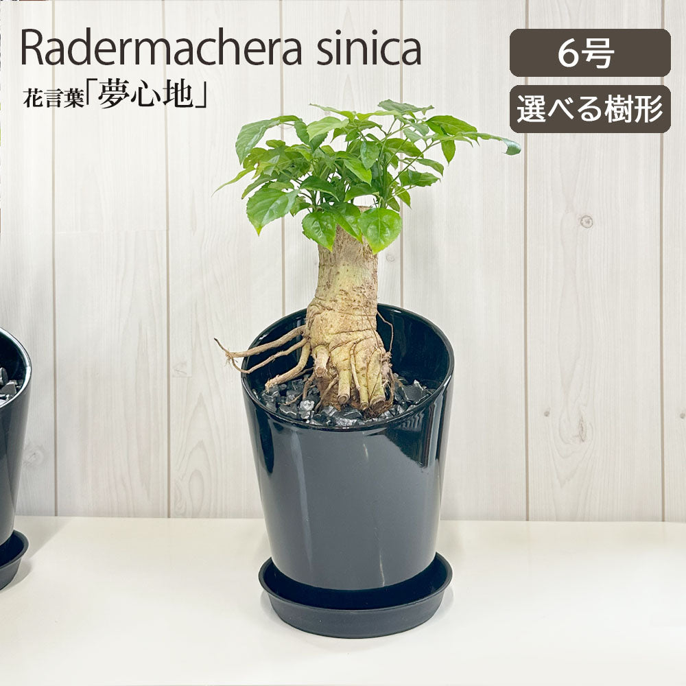宝石のような観葉植物のお店 【Jewelry Plant】 ステレオスペルマム 6