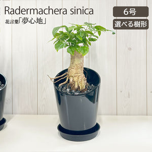 宝石のような観葉植物のお店 【Jewelry Plant】 ステレオスペルマム 6