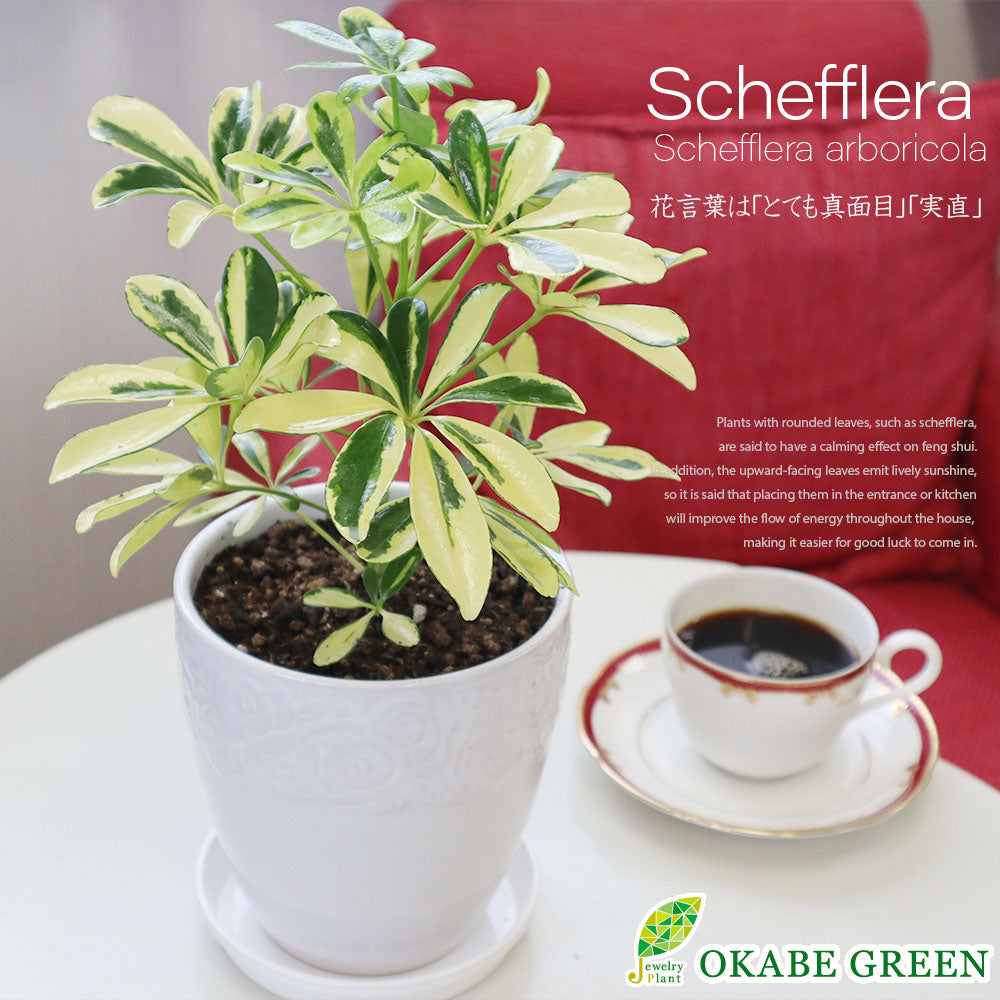 宝石のような観葉植物のお店 【Jewelry Plant】 シェフレラ ホンコン