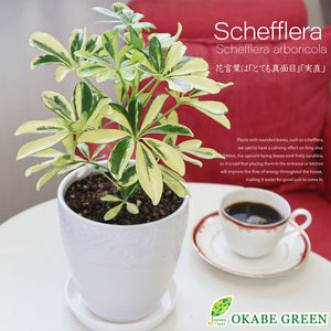 宝石のような観葉植物のお店 【Jewelry Plant】 シェフレラ ホンコン