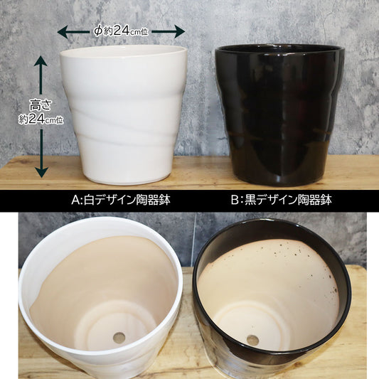 鉢 おしゃれ 陶器鉢 8号 斜めライン陶器 選べるカラー 白 黒 送料別