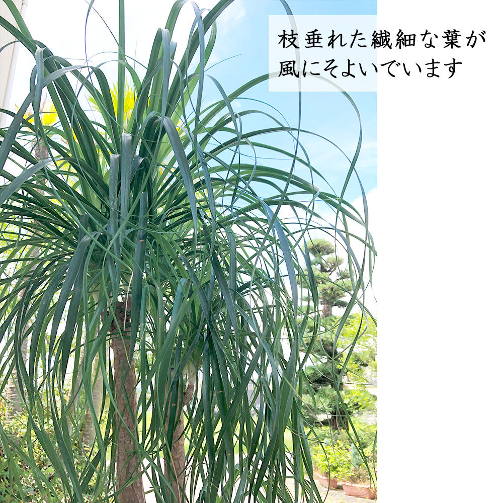 宝石のような観葉植物のお店 【Jewelry Plant】 トックリラン ノリナ ブランチ 【アウトレット】 10号 白陶器鉢 受皿付 ポニーテール  – Jewelry Plant online