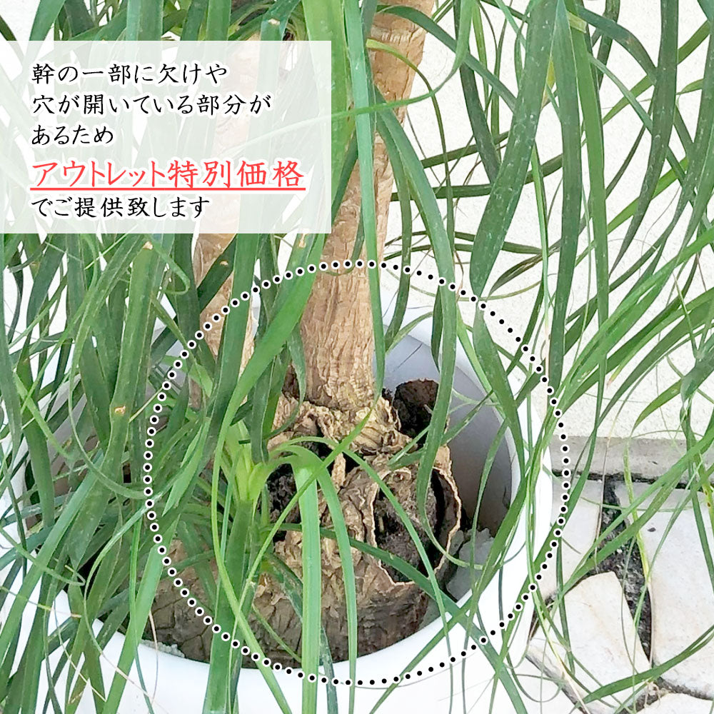 宝石のような観葉植物のお店 【Jewelry Plant】 トックリラン ノリナ ブランチ 【アウトレット】 10号 白陶器鉢 受皿付 ポニーテール  – Jewelry Plant online