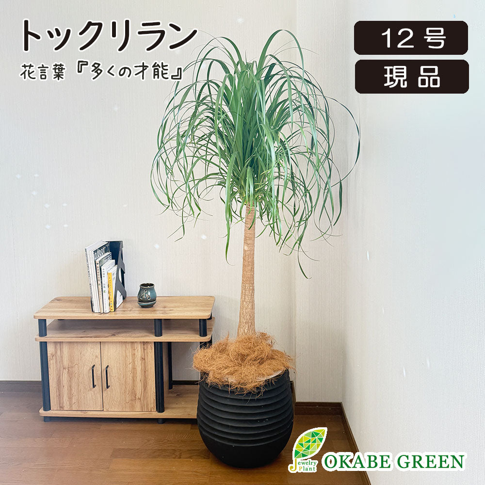 宝石のような観葉植物のお店 【Jewelry Plant】 トックリラン ノリナ